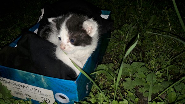 The kitten was abandoned. - My, Help, Kittens, cat, Saint Petersburg, Helping animals