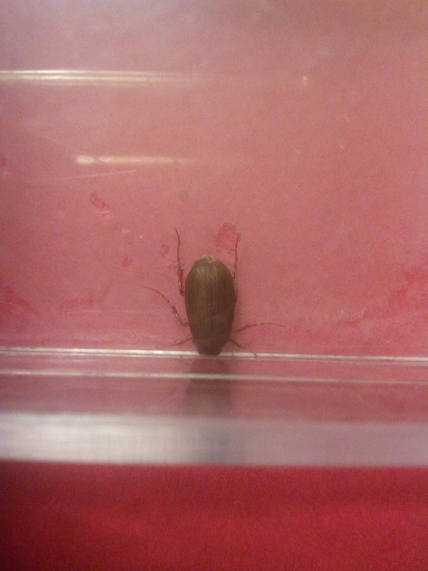 Help me figure out what the hell this is. - Who is this?, Help me find, House insect, Insects, Question, Help