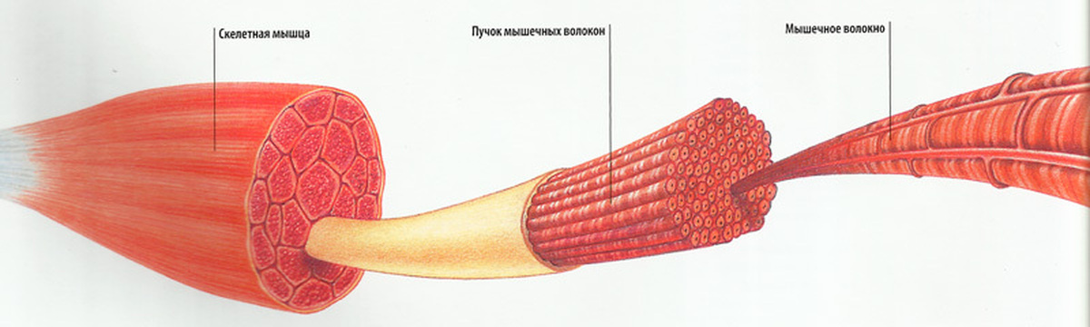 Мышца мышечное волокно. Строение волокна скелетной мышцы. Строение скелетной мышцы человека. Структуры скелетного мышечного волокна. Пучок мышечных волокон строение.