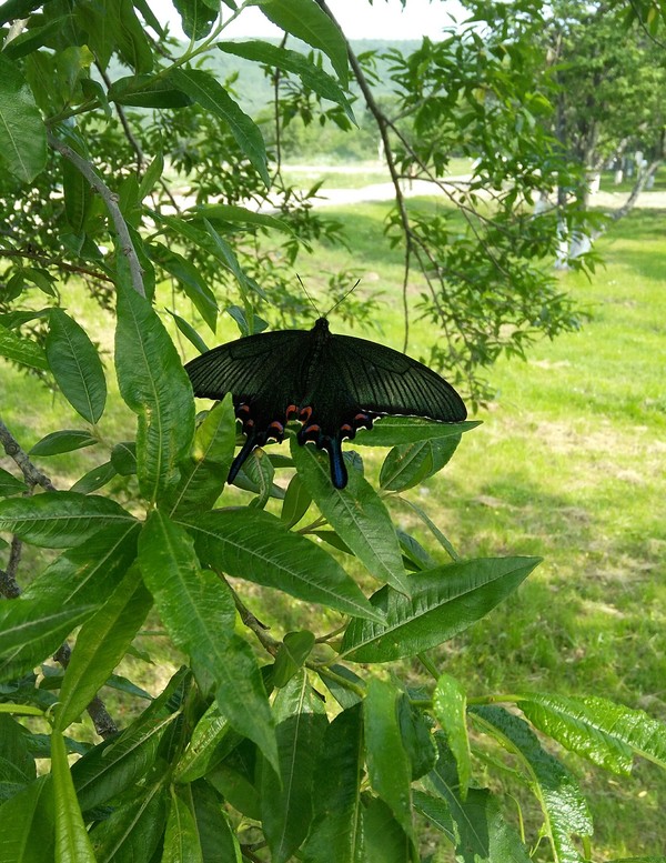 Kuril butterfly - My, Kurile Islands, Iturup, Butterfly, beauty