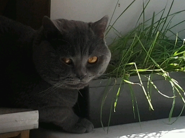 ��� ��� �������