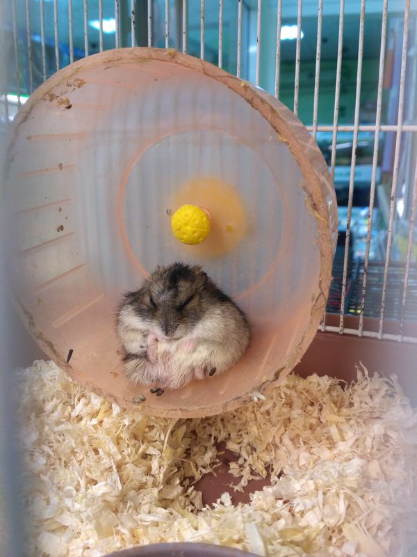 My hamster learned zen - My, Hamster, Zen, Wisdom, Longpost