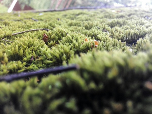 Moss on the roof of the house (on a smartphone) - My, The photo, Land plot, Macro photography, Macro, Moss, Nature