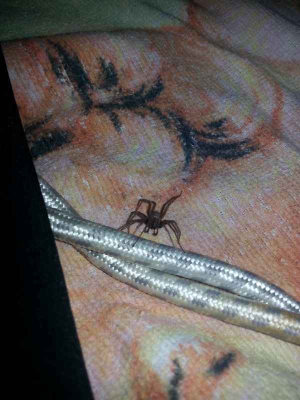 Help to identify the spider - My, Spider, 