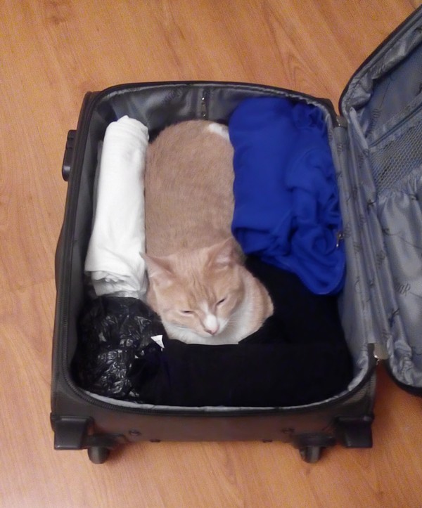 Ready for the journey! - My, Milota, cat, Suitcase