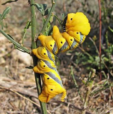 A few colorful caterpillars in a ribbon - Nature, beauty of nature, Caterpillar, , Longpost