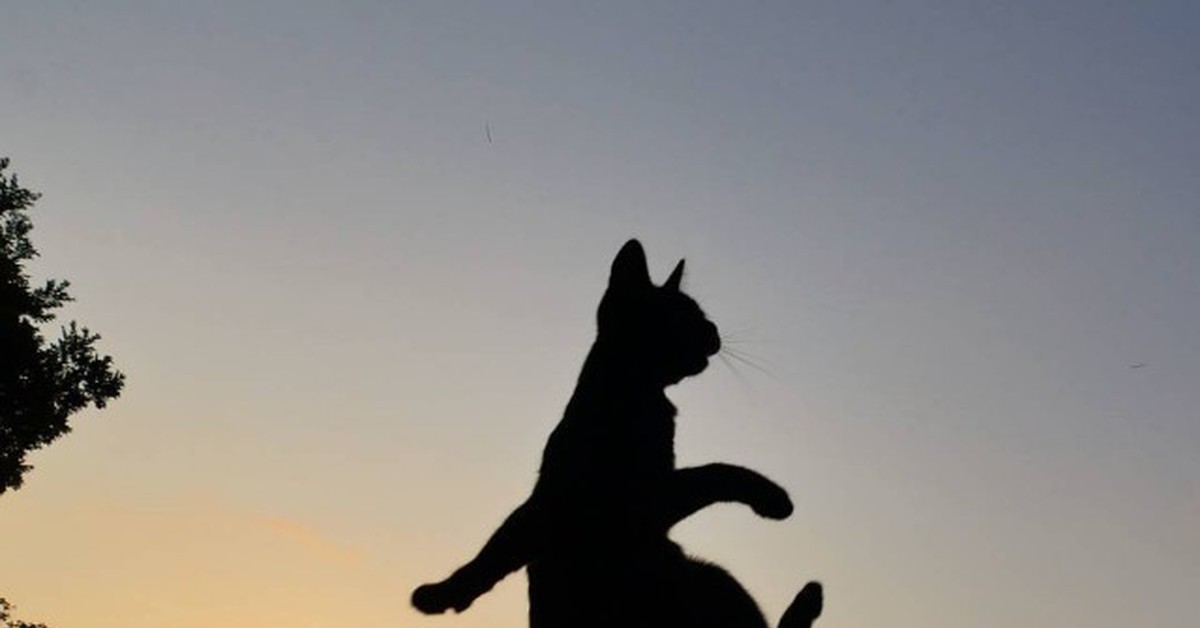 Кот шагает на закате. Кошка уходит в закат. Кот в прыжке. Уходящая кошка.