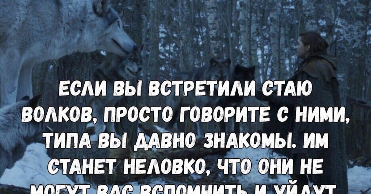 Что делать если встретил. Цитаты волка смешные. Смешные цитаты про Волков. Цитаты волка прикол. Цитаты про волчью стаю.