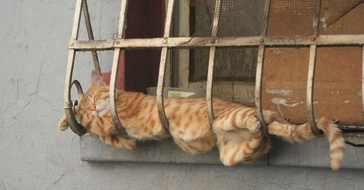 Кот на карнизе. Кот на перилах. Кот на веревке. Кошка с веревкой.