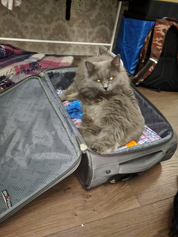 Che? Going on vacation? - My, cat, Vacation