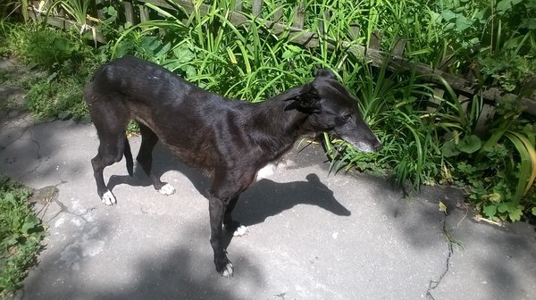 Rostov-on-Don, railway district, a girl was found as a greyhound. Help find owners - Found a dog, Rostov-on-Don, Dog, Helping animals, Help