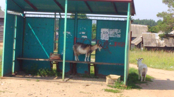 Когда ждёшь автобус до зелёных лугов - Коза, Зелёные луга