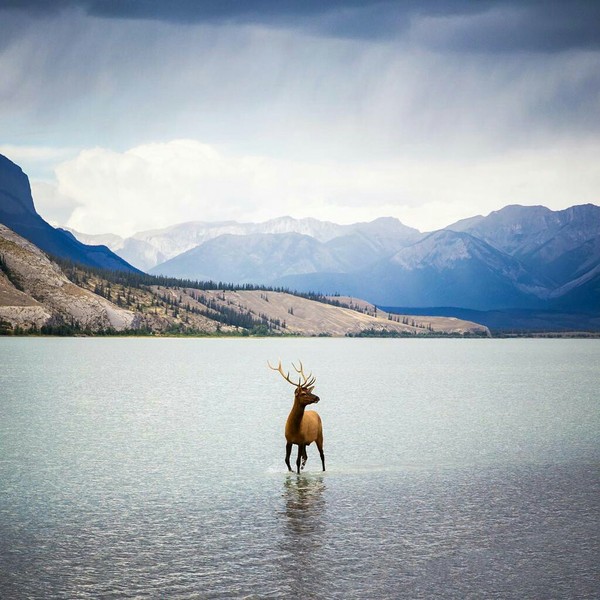 Отлично пойманный фотографом момент. Национальный парк Джаспер, Канада.