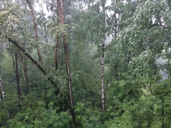 Москва, Район Раменки. 5.30. Вид из окна в дождь. | Пикабу