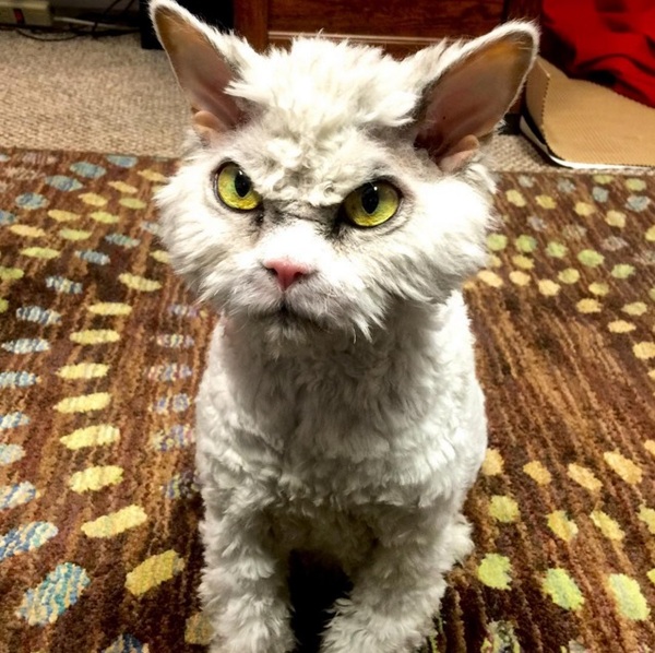 Severe cat Albert - 2 - cat, Selkirk rex, Sight, Longpost