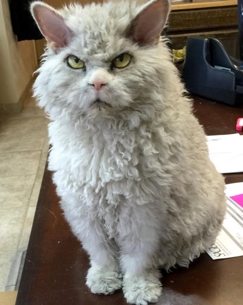 Severe cat Albert - 2 - cat, Selkirk rex, Sight, Longpost