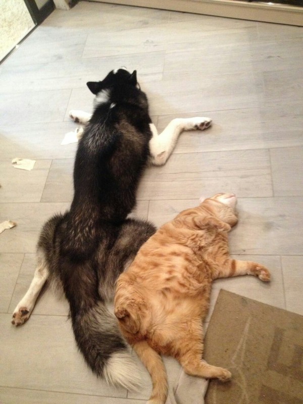 When it's hot - My, Heat, Dog, cat