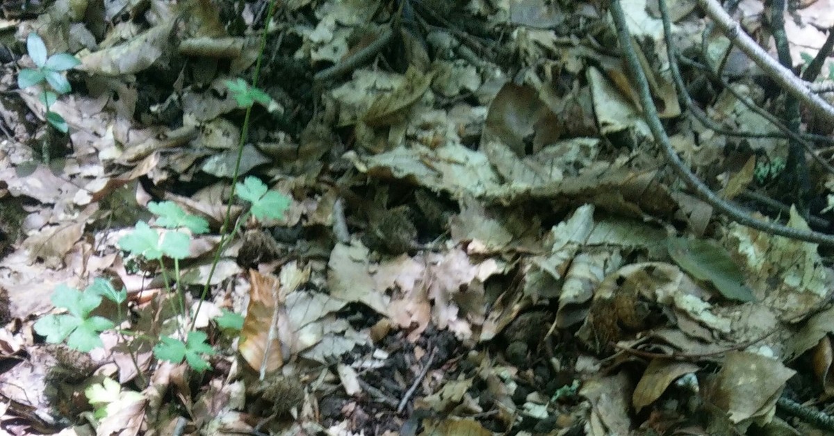 Найди лягушку. Найди лягушку среди листьев головоломка. Загадка Найди лягушку. Найди лягушку на картинке ответы. Тесты на внимательность Найди лягушку среди листьев.
