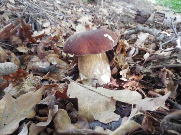 Pretty boy ) - My, Mushrooms, mushroom places