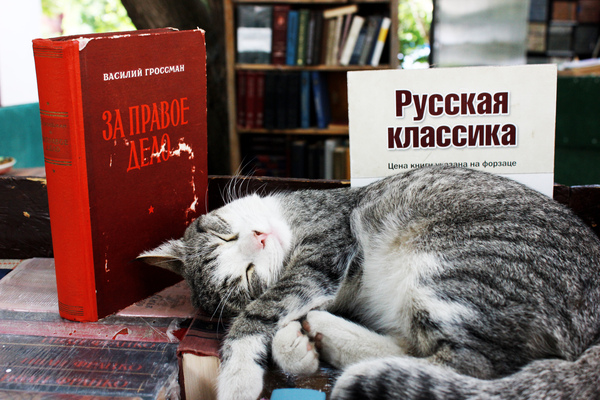 scientist cat... - My, cat, Books, Animals, Dream, The street