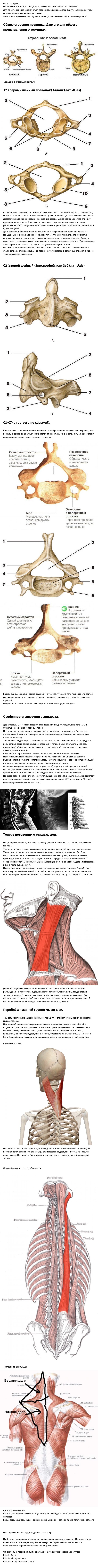 Заметки массажиста. Особенности анатомии шейного отдела позвоночника. - Моё, Длиннопост, Медицина, Фельдшер, Текст, Анатомия