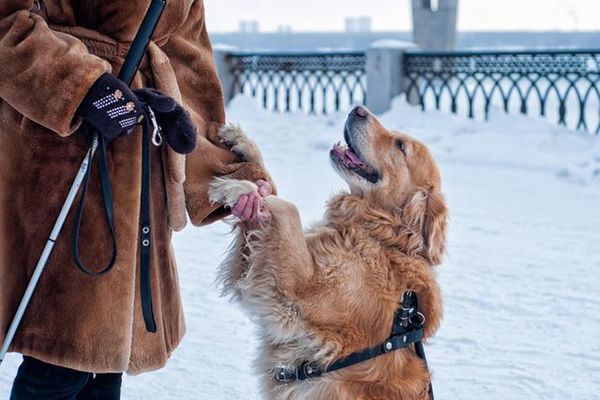 How to skydive to the touch and go to the mountains with a guide dog - Blind, Guide-dog, Longpost, The blind