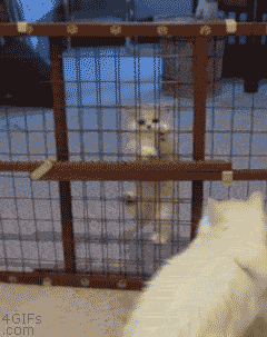 Mom, I'm on my way - cat, Toddlers, Fence, GIF, Children