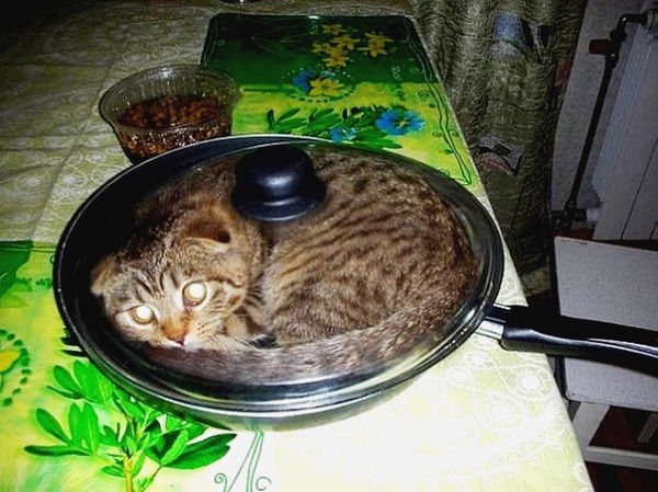 To make the cat comfortable - cat, Food, Pan