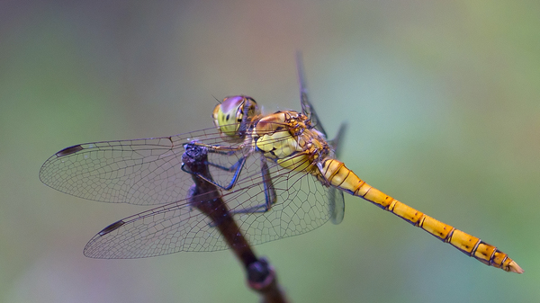 My first post. - My, Dragonfly, The photo, Macro, Desktop wallpaper, Macro photography