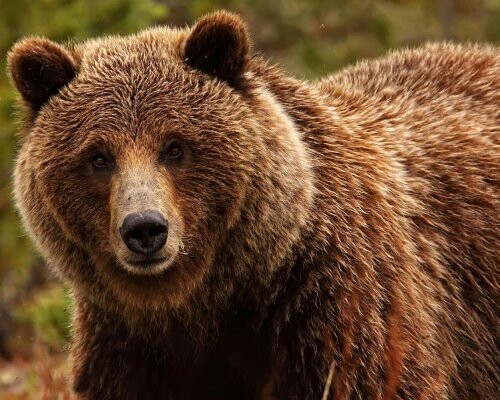 68-year-old Japanese man repelled a bear attack with karate techniques - Karate, Strength of mind, The Bears