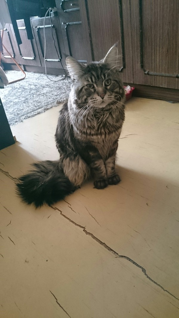 Just an alien Maine Coon - cat, funny cats, Catomafia, Fluffy, Cats and kittens, Moscow