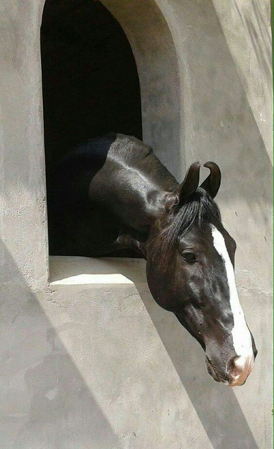 Ears - Horses, Marwari, Longpost