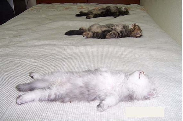 How the living slept side by side without seeing dreams... - cat, Dream, Cats and kittens, Catomafia