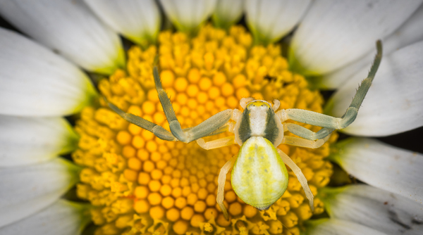 A flower spider on a daisy showing off the size of its prey - My, Arachnida, Spider, Macro, flower spider, , , Chamomile, Mp-e 65 mm, Macro photography