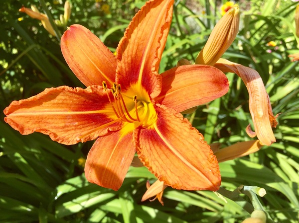 ������ ��������