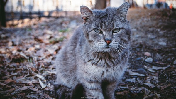 Бывалый - Моё, Прогулка, Кот, Бывалый, Фотография