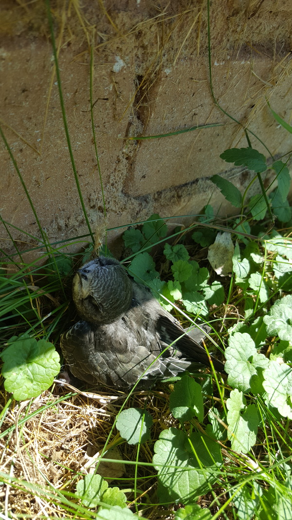 Chick - My, Chick, Cell, Birds, Longpost