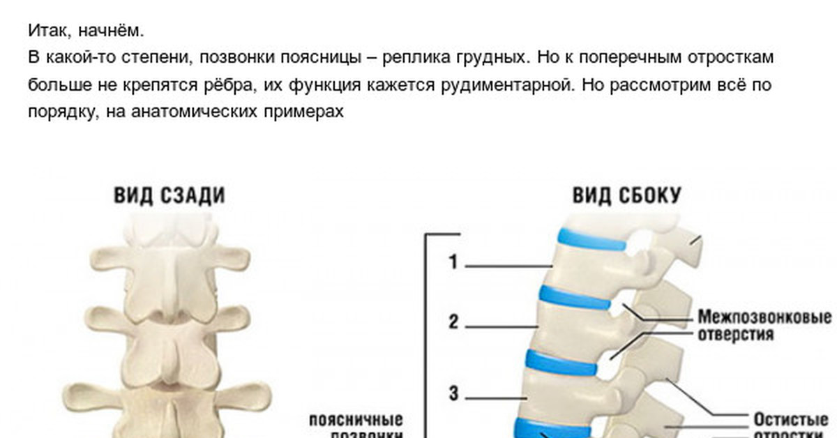 Перелом крестцового позвонка. Особенности поясничного отдела. Ребра и поясничный позвонок. Рудиментарные ребра поясничного отдела. Рудиментарные ребра на поясничных позвонках.