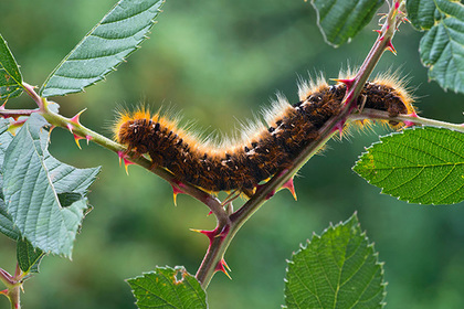 UK zombie outbreak - Zombie, Virus, Epidemic, Great Britain, Caterpillar