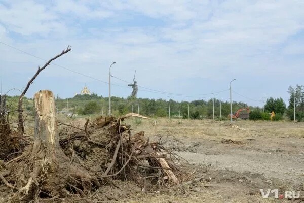 В Волгограде вырубили  парк Сталинградских вдов - Волгоград, Парк, Память, Чемпионат мира по футболу, Политика