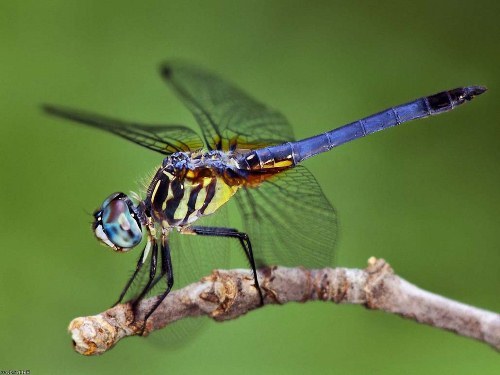 Lexx - Nostalgia for Brunnen-G and lots of dragonflies - Lexx, Dragonfly, beauty, Insects, Nature, League of biologists, The photo, Longpost