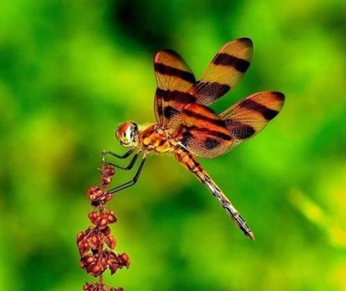 Lexx - Nostalgia for Brunnen-G and lots of dragonflies - Lexx, Dragonfly, beauty, Insects, Nature, League of biologists, The photo, Longpost