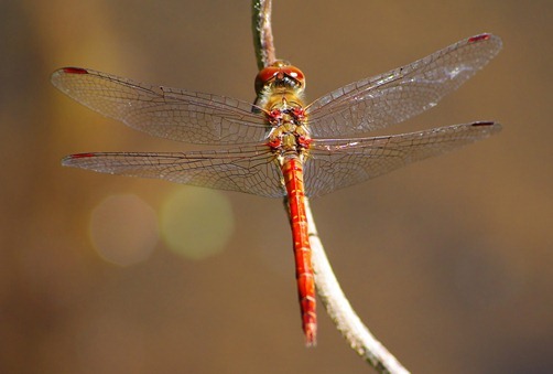 Lexx - Nostalgia for Brunnen-G and lots of dragonflies - Lexx, Dragonfly, beauty, Insects, Nature, League of biologists, The photo, Longpost