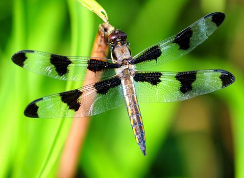 Lexx - Nostalgia for Brunnen-G and lots of dragonflies - Lexx, Dragonfly, beauty, Insects, Nature, League of biologists, The photo, Longpost