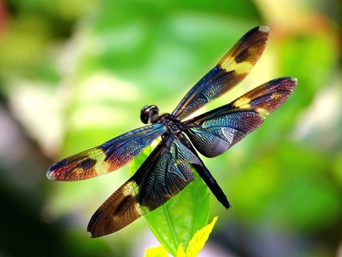 Lexx - Nostalgia for Brunnen-G and lots of dragonflies - Lexx, Dragonfly, beauty, Insects, Nature, League of biologists, The photo, Longpost