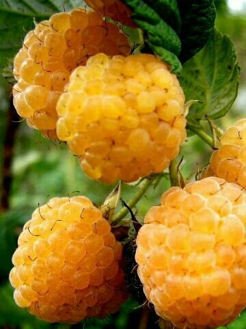 Raspberry Yellow Giant - The photo, The nature of Russia, Yummy