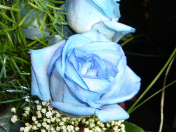 Blue Rose - the Rose, blue
