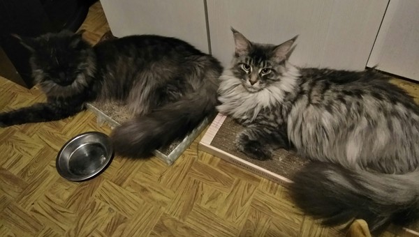 Catwoman and catdog - My, Cat breeds, Maine Coon, cat