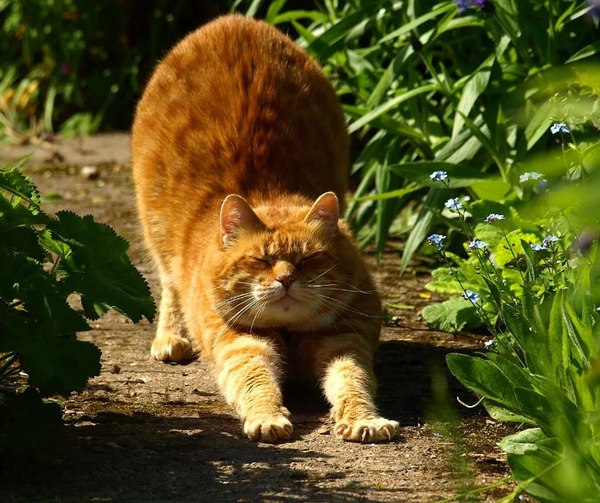 Ginger - cat, Nature, Puffs