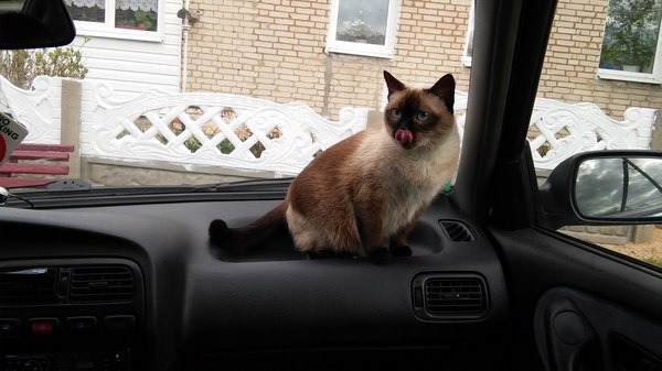 Cat - My, cat, Car, Language